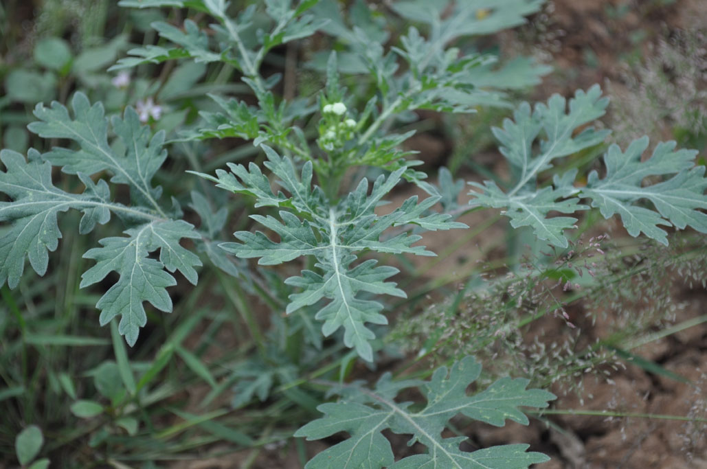 Parthenium hysterophorus